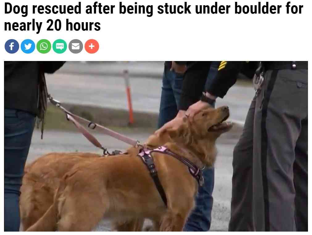 【海外発！Breaking News】岩に挟まれ鳴き声も出せなかった犬、母犬が匂いを嗅ぎ当てピンチを救う（米） | Techinsight（テックインサイト）|海外セレブ、国内エンタメのオンリーワンをお届けするニュースサイト