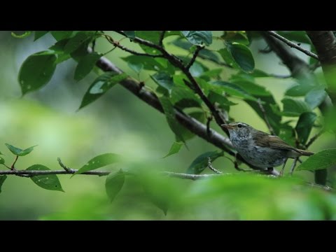 夏のウグイスとホトトギスの鳴き声 - YouTube
