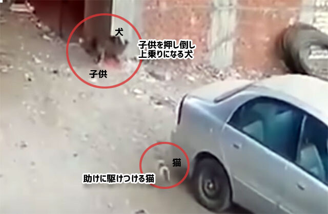 またしても猫のヒーロー、犬に押し倒された子供を助けるため、犬に飛び掛かり注意を自分にひきつけた猫 : カラパイア