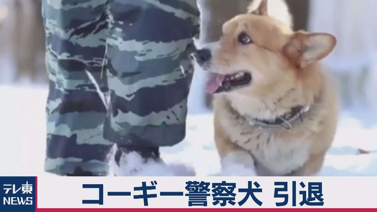 コーギーの警察犬が引退 ロシアで大人気 - YouTube
