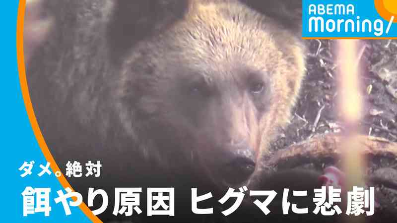 ABEMA Morning【平日あさ7時〜生放送】 - アベモニ企画 - ヒトの餌やりでヒグマに悲劇 | 【ABEMAビデオ】見逃した番組や話題のニュースが無料で視聴可能