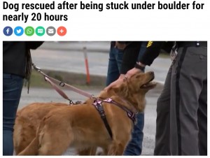 岩に挟まれ鳴き声も出せなかった犬、母犬が匂いを嗅ぎ当てピンチを救う（米）
