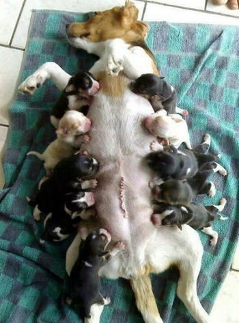 動物親子の画像を貼るトピ