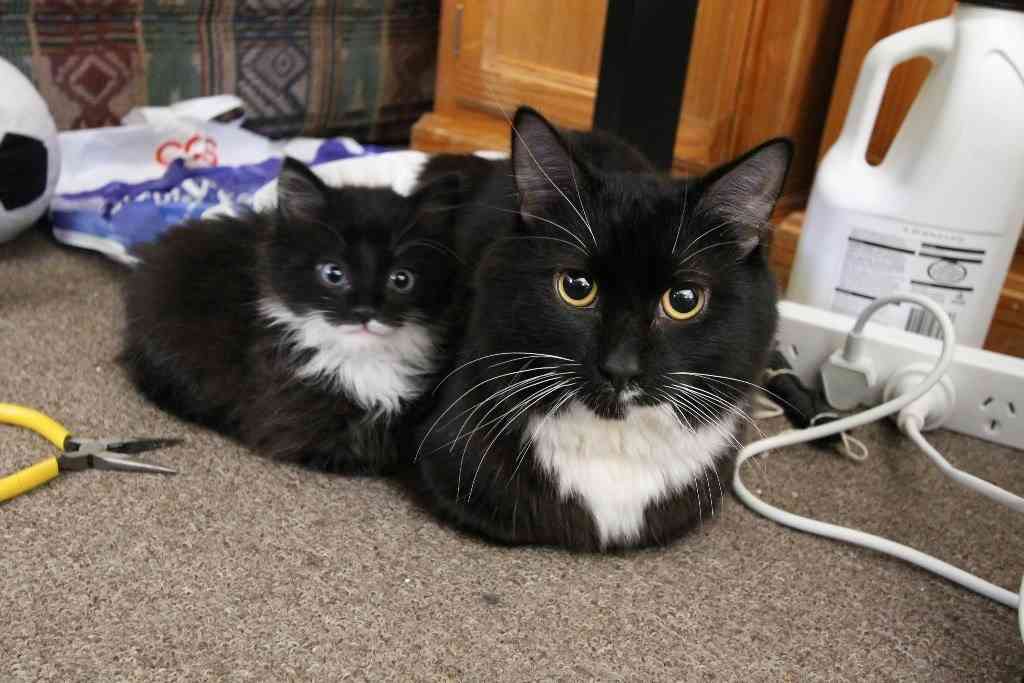 動物親子の画像を貼るトピ
