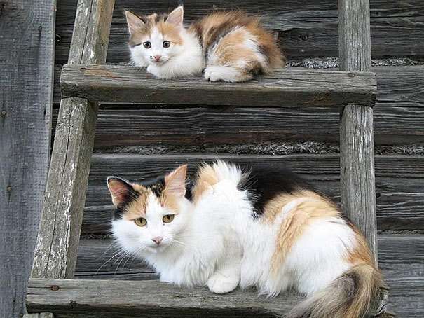 動物親子の画像を貼るトピ