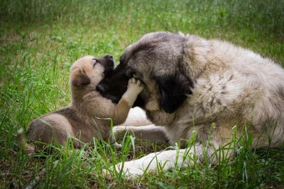 崩壊した家屋の下敷きになった子犬を助けたい母犬が人間に助けを求め、共に瓦礫を掘り起こす救出物語（インド） | ニコニコニュース
