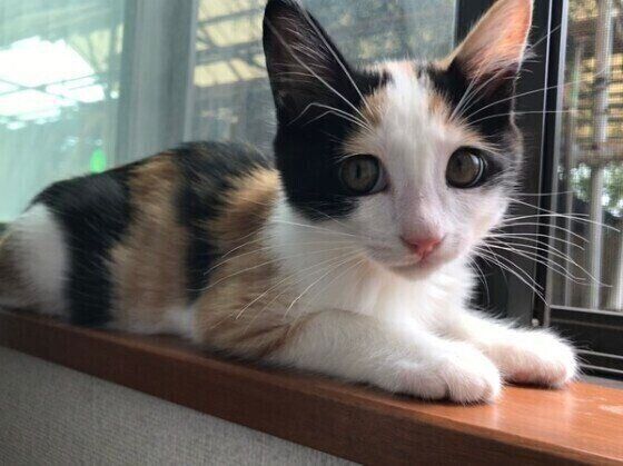 猫の爪とぎに困っている飼い主さん必見！ 爪とぎの原因と対策６つ（ねこのきもち WEB MAGAZINE） - Yahoo!ニュース