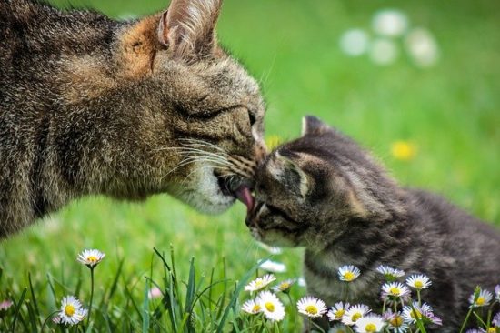 動物親子の画像を貼るトピ