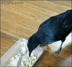 仲良し異種動物の画像を貼るトピ