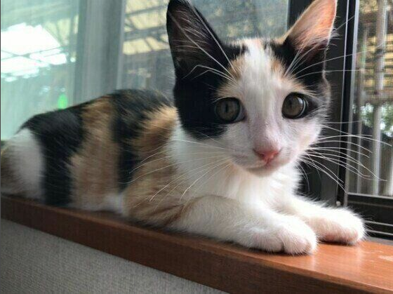 猫の爪とぎに困っている飼い主さん必見！ 爪とぎの原因と対策6つ
