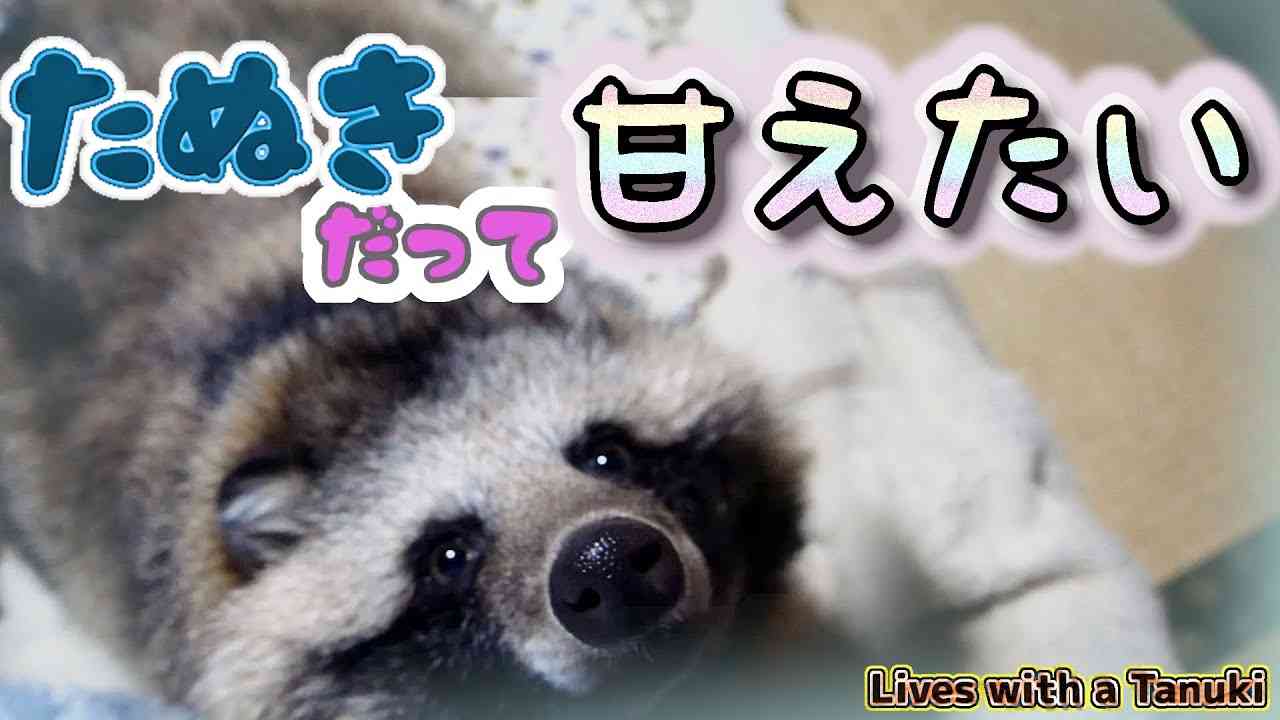 【タヌキと二人暮らし】甘えたいタヌキ(Tanuki is such a baby) - YouTube