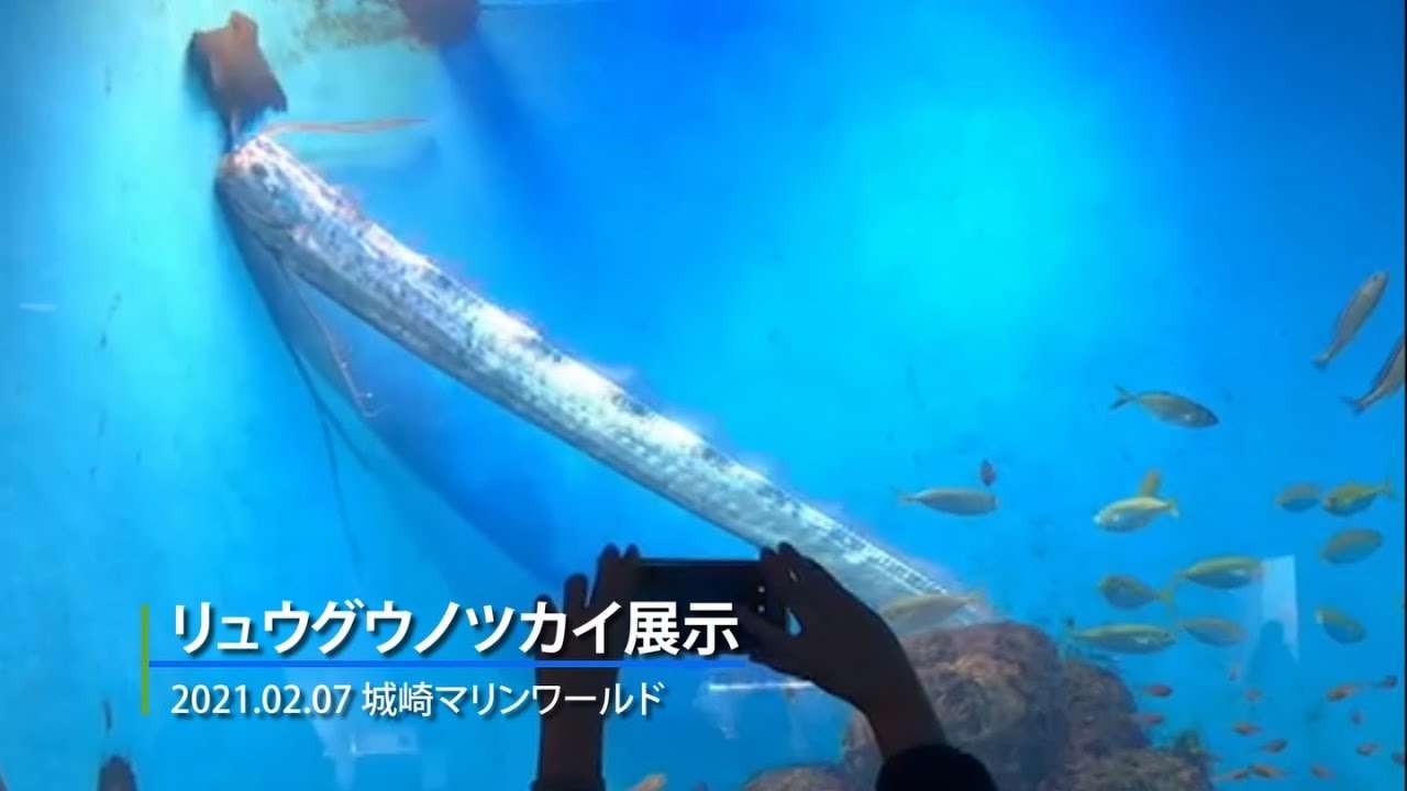 リュウグウノツカイを展示 - YouTube