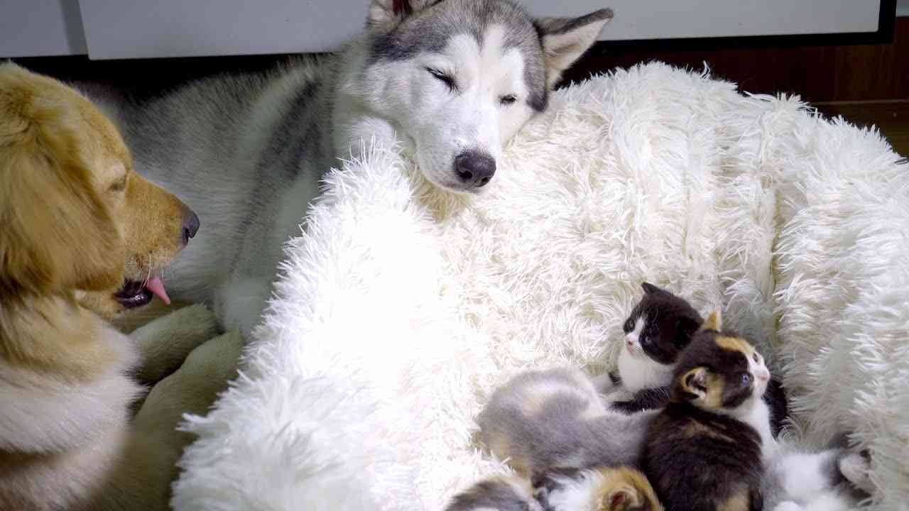 ずっと赤ちゃん猫の面倒を見ながら眠りに落ちるハスキーが面白すぎた・子猫が大好きなゴールデンレトリバーとハスキー - YouTube