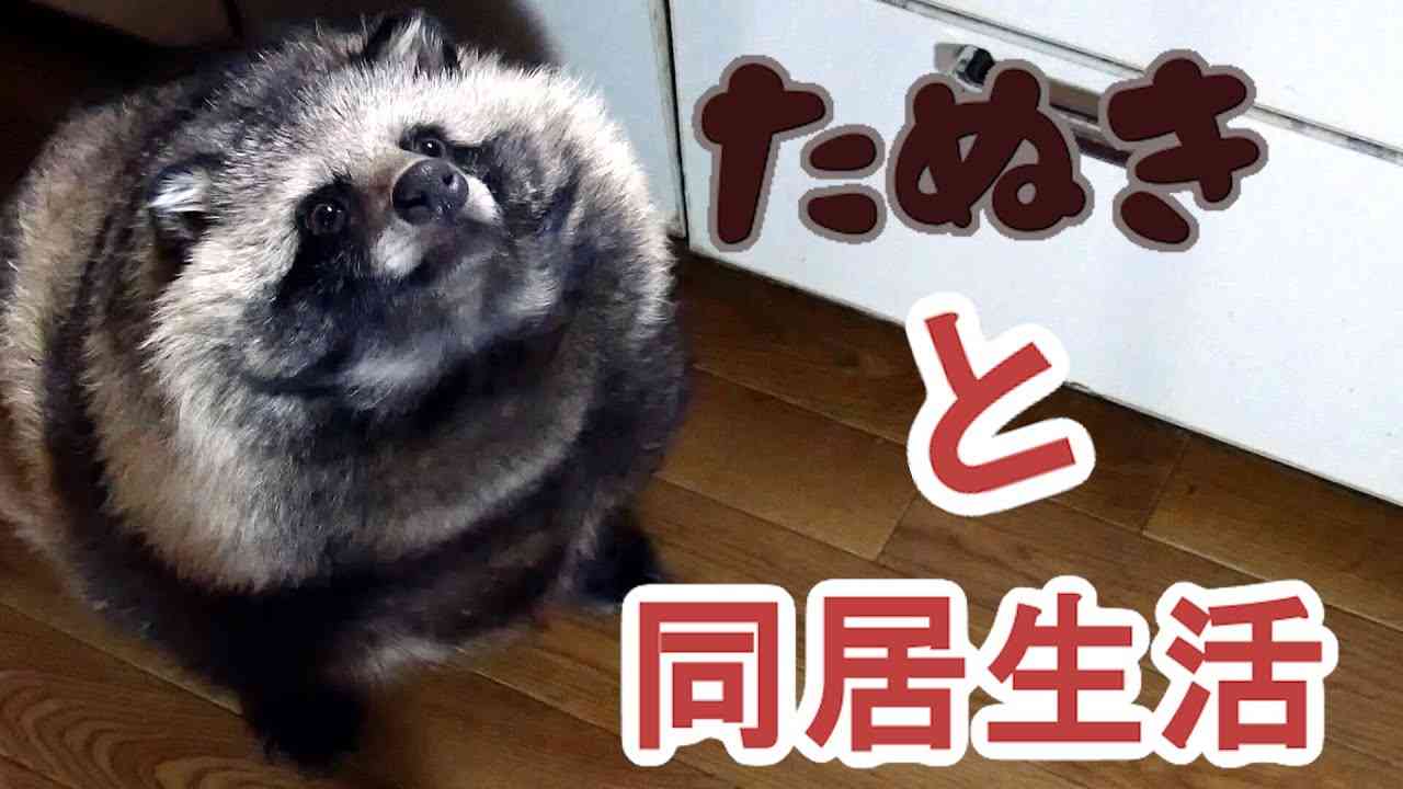タヌキと2人暮らし　2020 02 16(Lives with a Tanuki) - YouTube