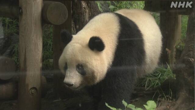 シャンシャンの返還期限が5月から12月末までに再延長　東京都と中国側が合意