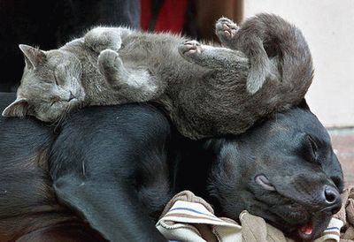 仲良し異種動物の画像を貼るトピ