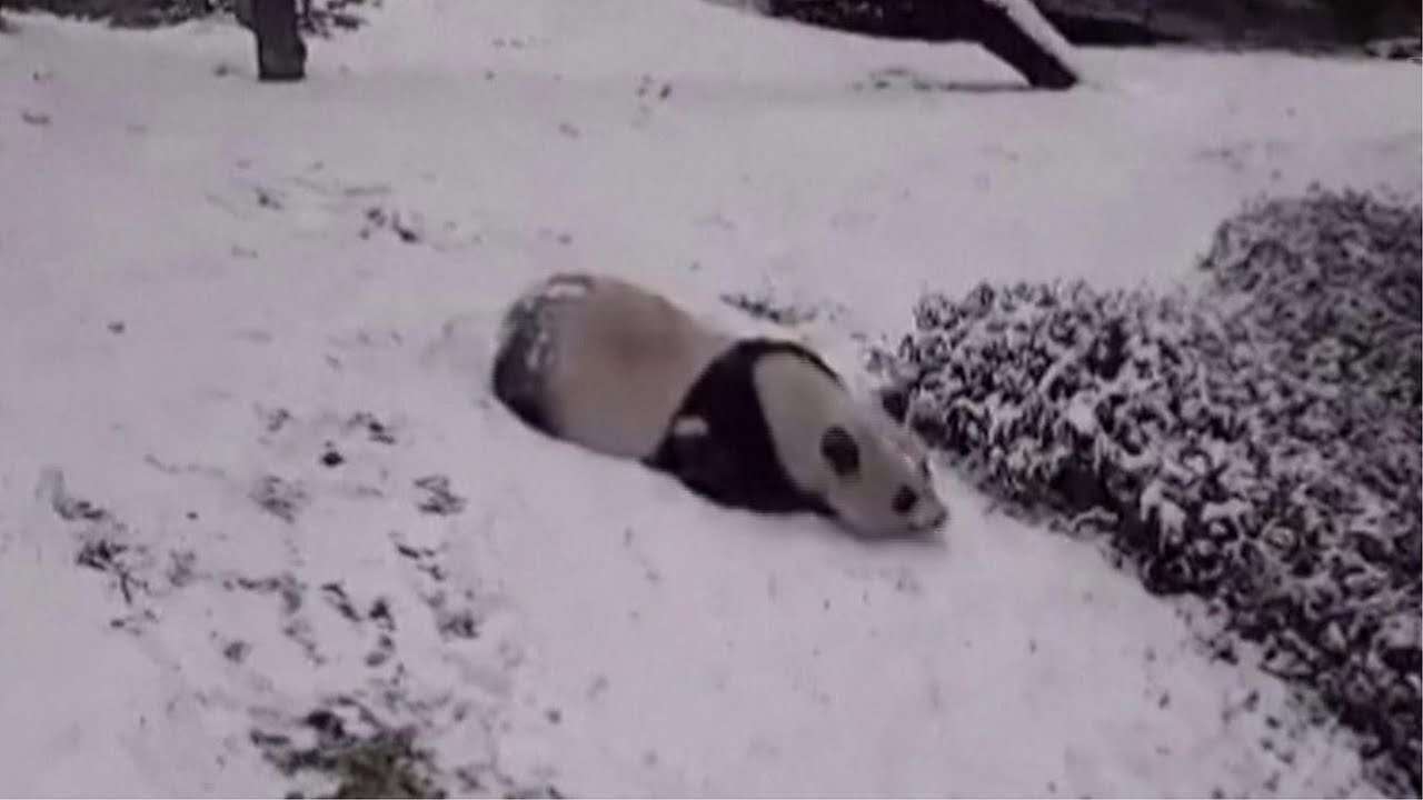 パンダが大の字でスライディング　2年ぶりの大雪に大はしゃぎ - YouTube