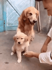 動物親子の画像を貼るトピ