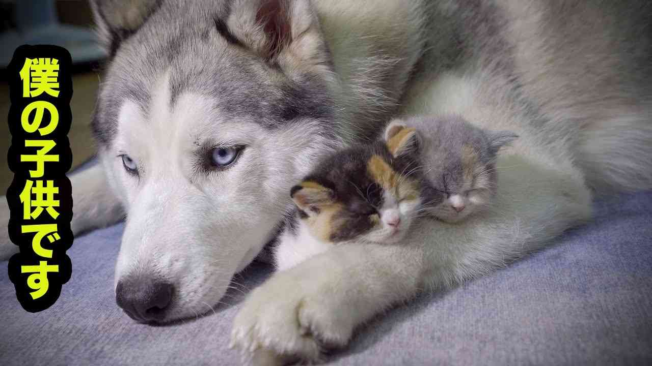 【離れない！】絶対にハスキー犬とくっついて寝たがる子猫・可愛すぎる赤ちゃん猫 - YouTube