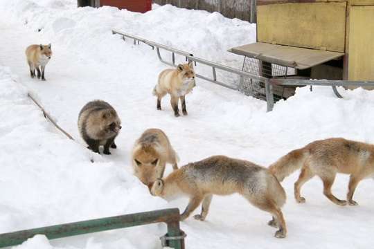 たぬき!狸!Tanuki!