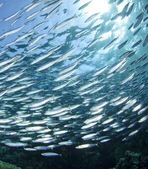 「南海トラフ」の前兆か…いま、伊豆・三宅島に「イワシ大量死」の異変が起こっている（現代ビジネス） - Yahoo!ニュース