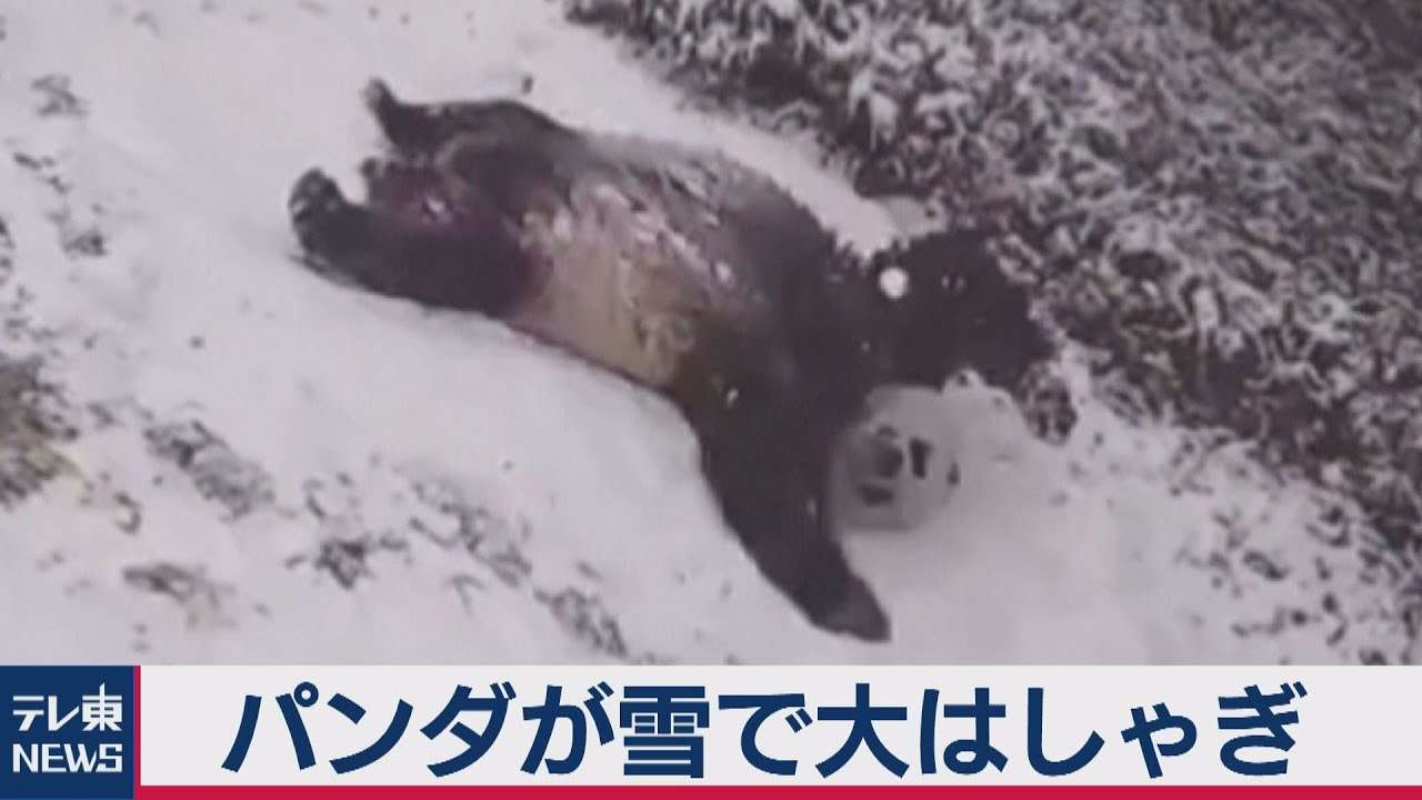 雪が降り大はしゃぎするジャイアントパンダ（2021年2月3日） - YouTube