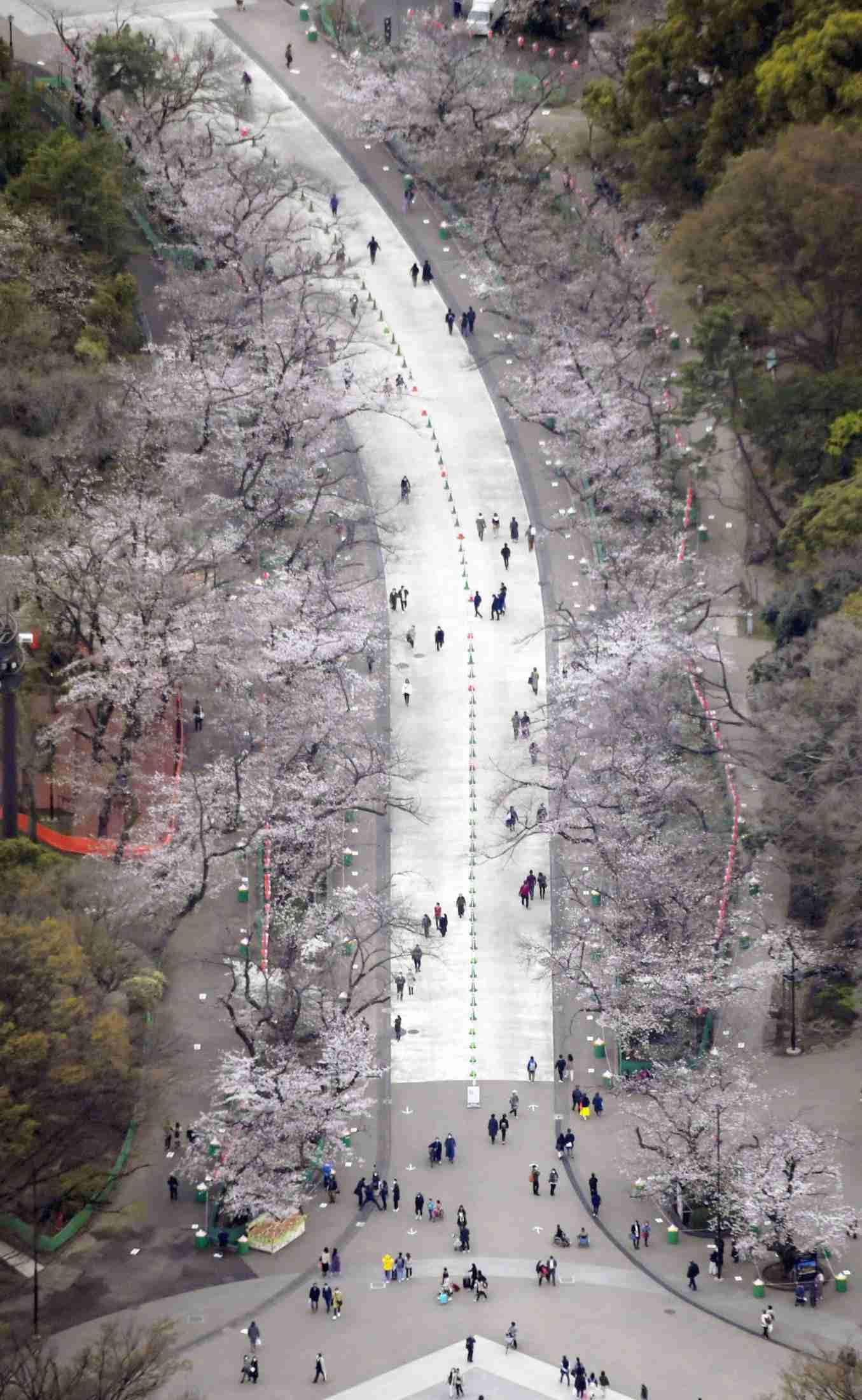東京都心で桜が満開　歴代2番目の早さ（共同通信） - Yahoo!ニュース