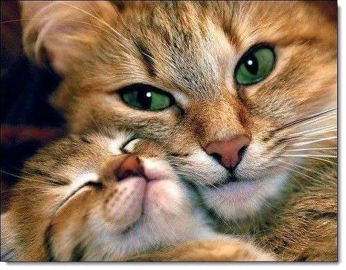 動物親子の画像を貼るトピ