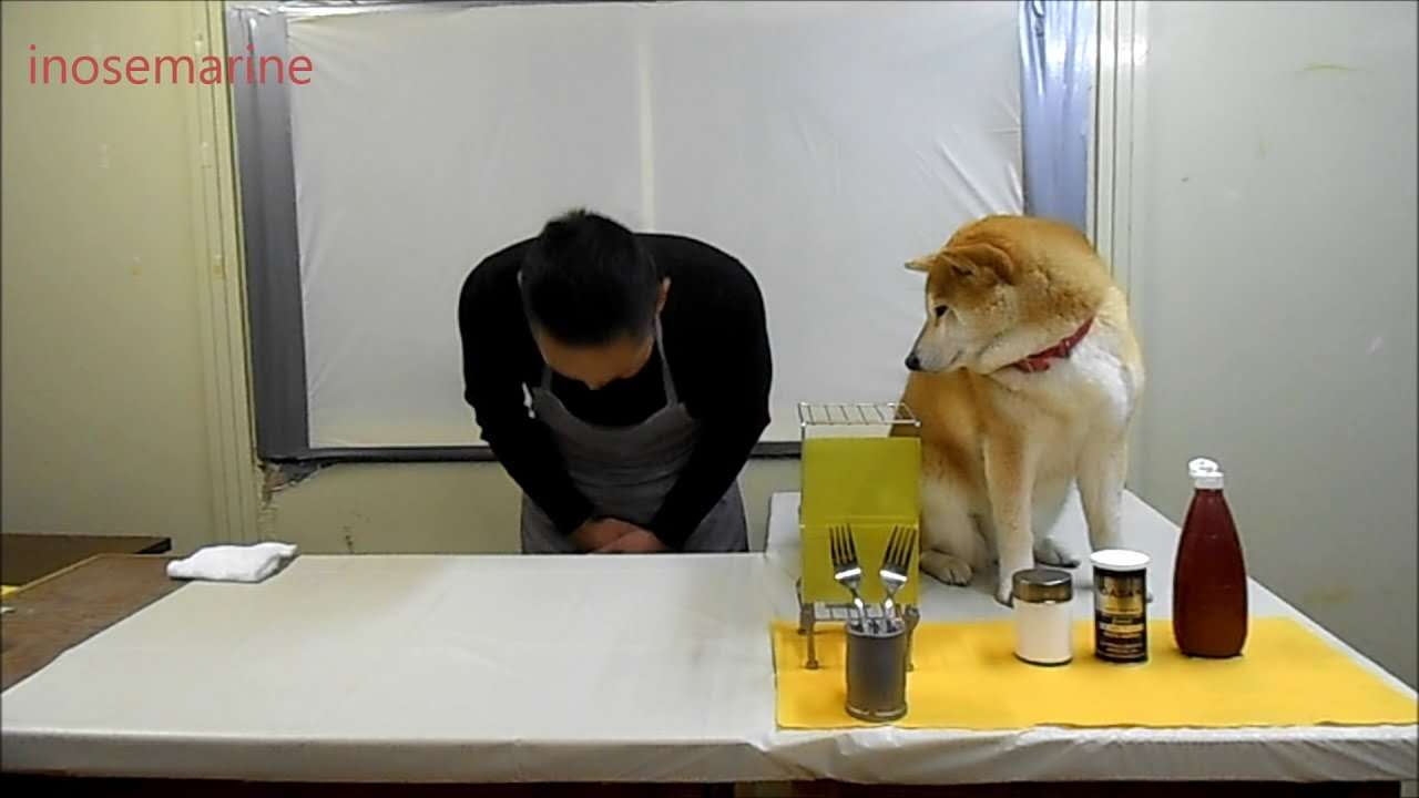 邪魔されクッキング - YouTube