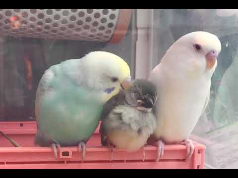 インコ先輩の肩ですやすや文鳥 - YouTube