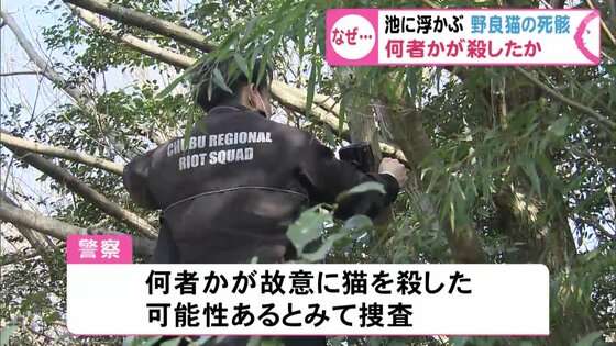 池に浮かんだ「死んだ野良ネコ」次々発見…公園で見つかった死骸10匹以上 周辺にはネコ用のエサの袋散乱