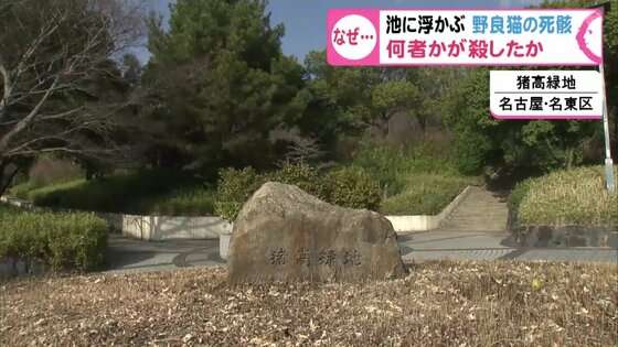 池に浮かんだ「死んだ野良ネコ」次々発見…公園で見つかった死骸10匹以上 周辺にはネコ用のエサの袋散乱