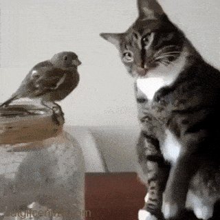 仲良し異種動物の画像を貼るトピ