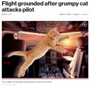 コックピットで猫が大暴れ、パイロットが攻撃されて緊急着陸（スーダン） - Yahoo! JAPAN