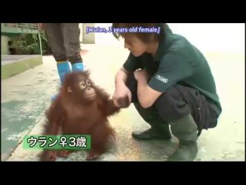 Miura Haruma & Satoh Takeru Learned about Orang Utan in Sabah, Malaysia - YouTube