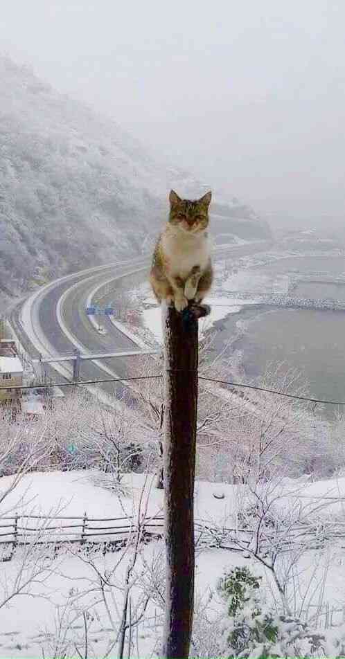 動物の正面顔ください