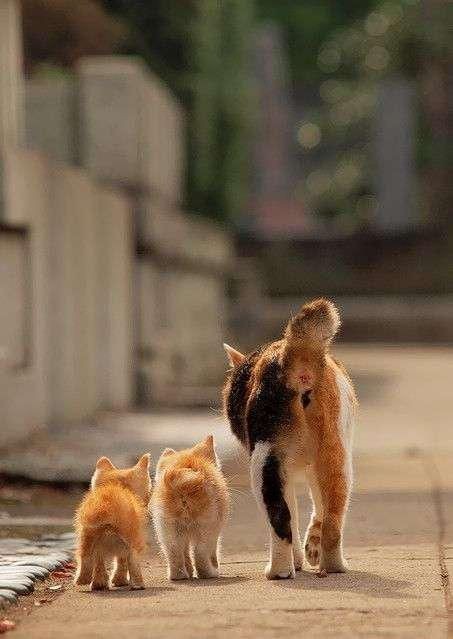 動物親子の画像を貼るトピ