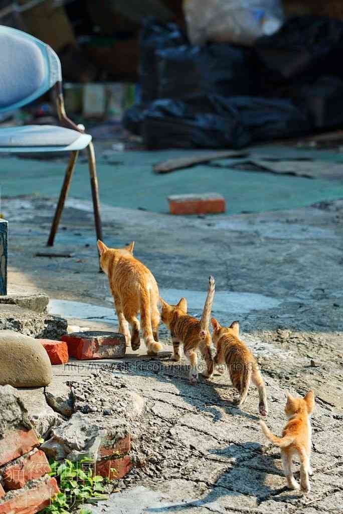 動物親子の画像を貼るトピ