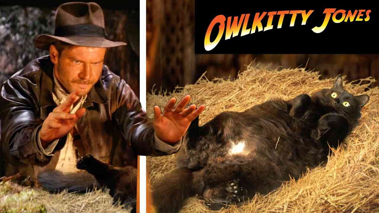 Indiana Jones with My Cat - YouTube