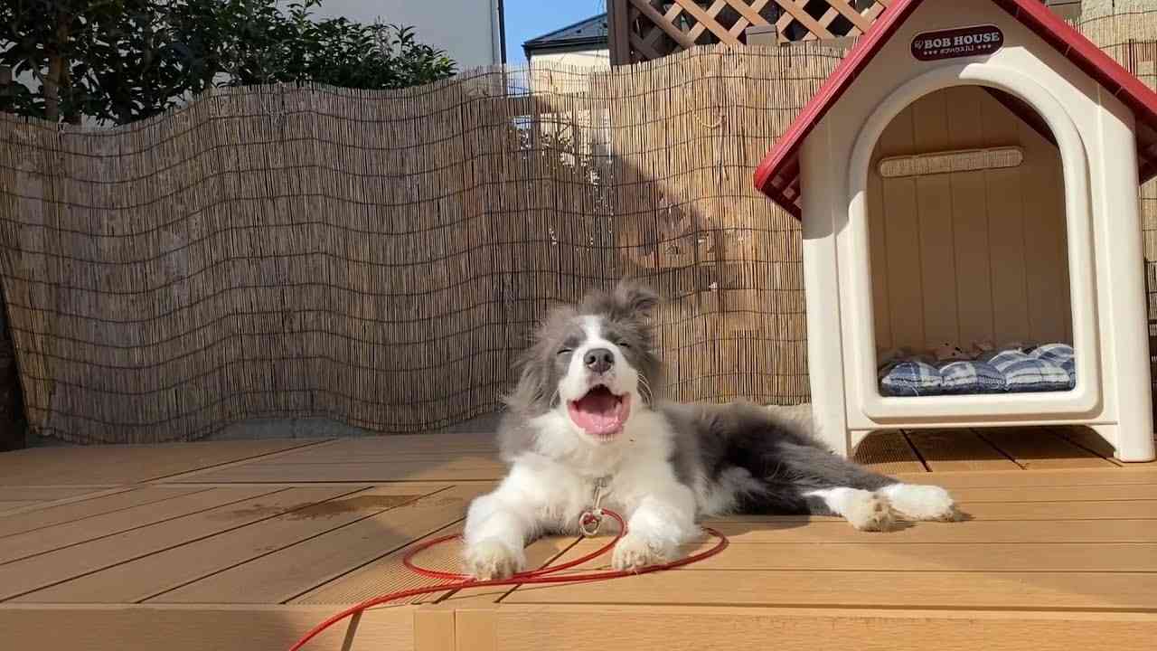 【春到来】はじめて犬を一日中庭に出してみた【Vlog】 - YouTube