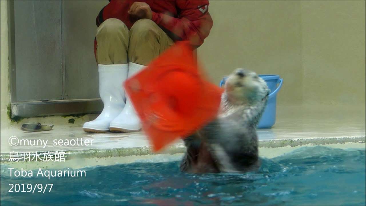 パイロンを持ってくるくる回るラッコのメイちゃん♪（20190907＠鳥羽水族館） - YouTube