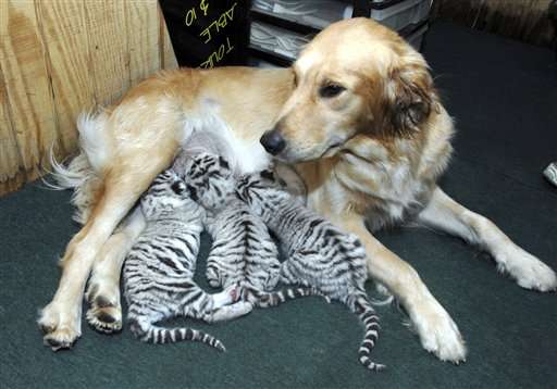 動物親子の画像を貼るトピ