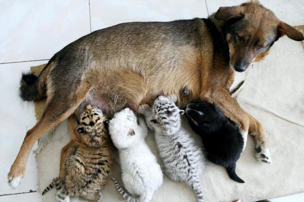 動物親子の画像を貼るトピ