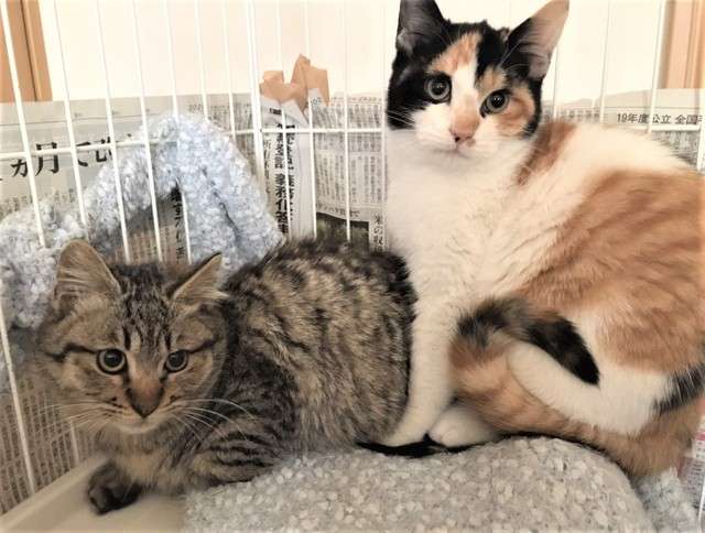 地域情報サイトを悪用…“里親詐欺”か？　子猫の譲渡でトラブル、虐殺が疑われる写真も（まいどなニュース） - Yahoo!ニュース