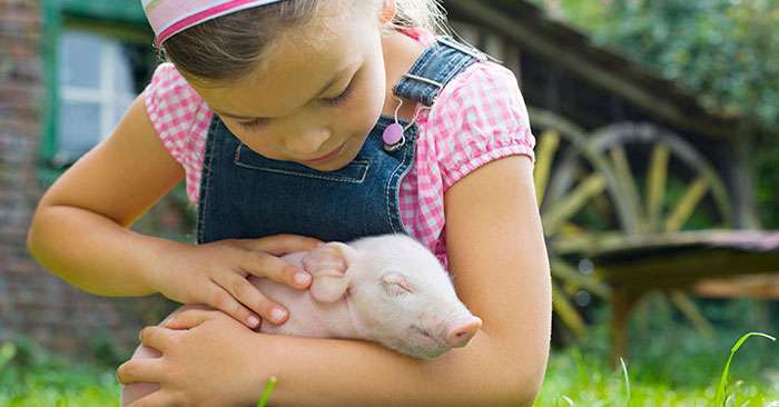 豚を愛する６つの素敵な理由｜アニマルズジャパン