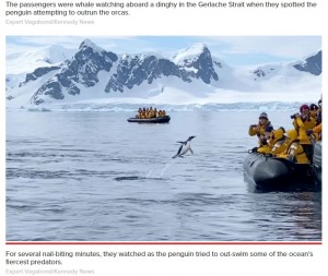 シャチから逃げるペンギンが観光客のボートに自ら避難（南極）＜動画あり＞
