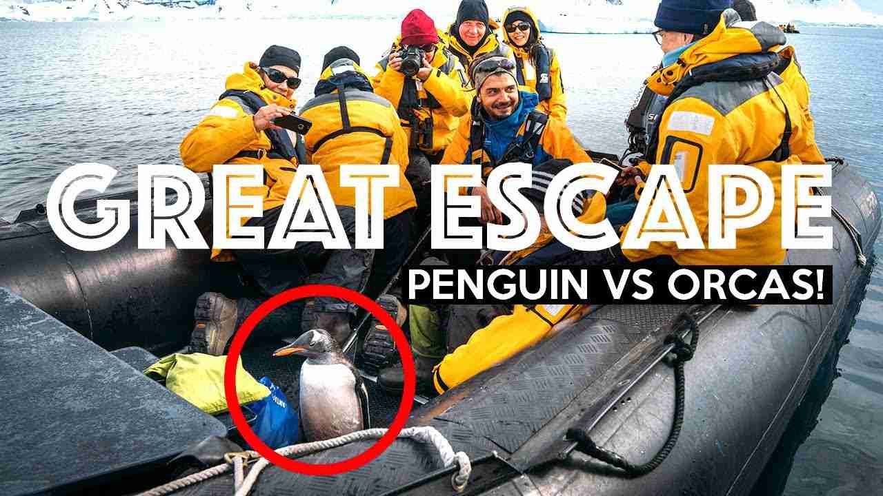 PENGUIN ESCAPES KILLER WHALES (By Jumping Onto Boat!) | Antarctica - YouTube