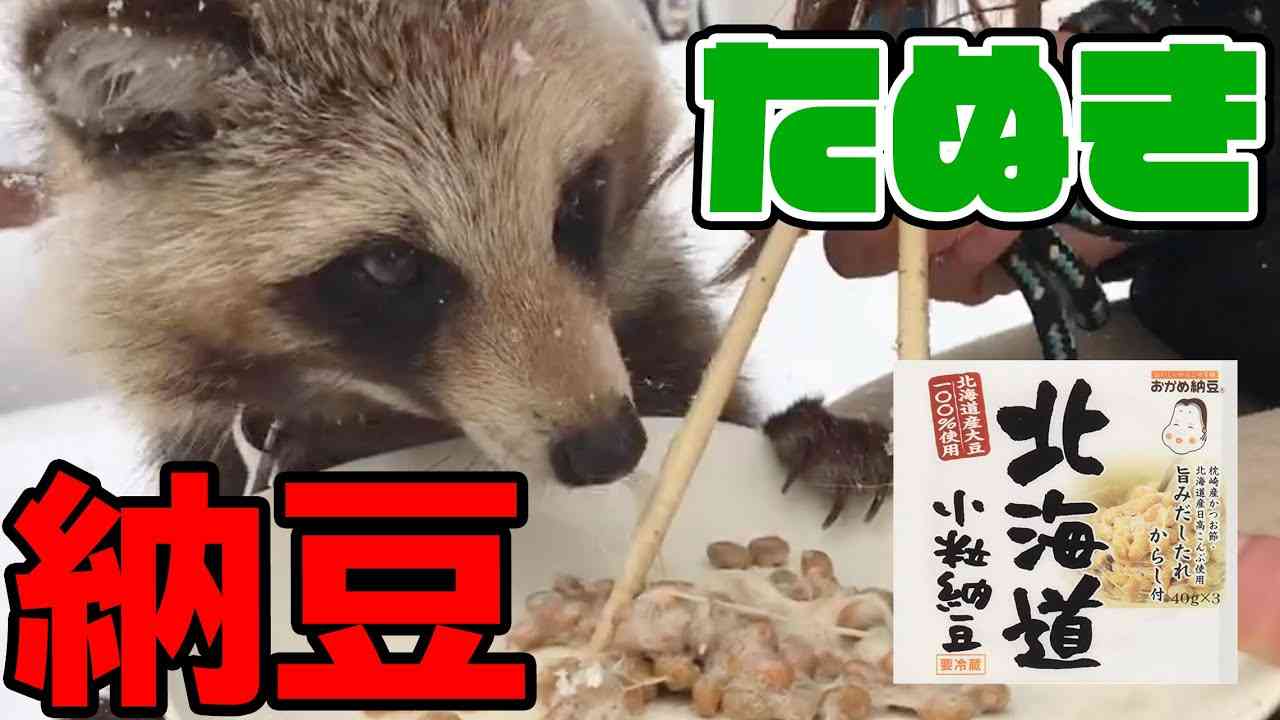 【初体験】タヌキに納豆与えたら反応が意外過ぎたwww - YouTube