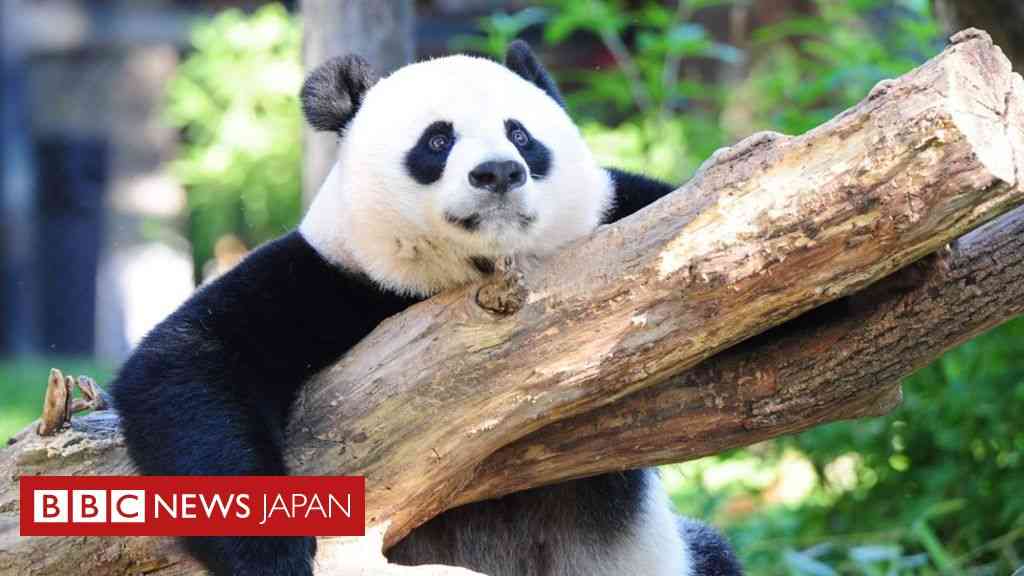 パンダ「絶滅危惧」リストからは外れる - BBCニュース