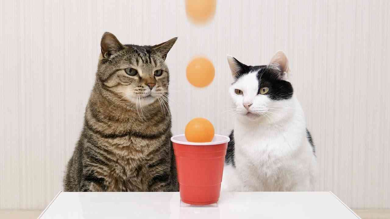 Cats and Ping Pong Trick Shots - YouTube